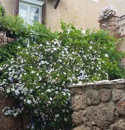 Lavanda In Fiore *